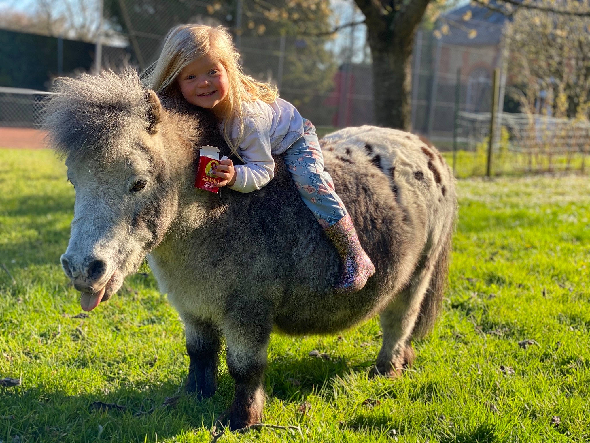 Chloé a rejoint le concours — aidez-le/la à gagner de superbes lots ! dog_breed, eye, fawn, goats, grass, grassland, grazing, happy, head, horn, joy, landscape, livestock, person, plant, sheep, snout, sporting_group, terrestrial_animal, tree