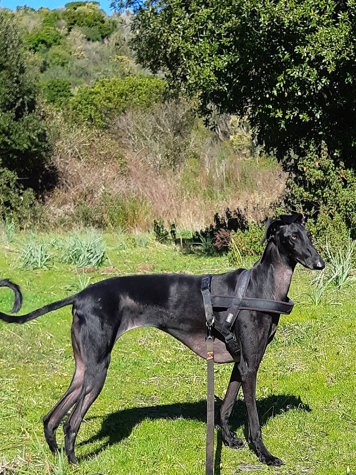 Oda a rejoint le concours — aidez-le/la à gagner de superbes lots ! american_staghound, azawakh, canidae, carnivore, dog, dog_breed, galgo_espanol, greyhound, hortaya_borzaya, italian_greyhound, lurcher, magyar_agar, mammal, mudhol_hound, polish_greyhound, rampur_greyhound, sighthound, sloughi, vertebrate, whippet
