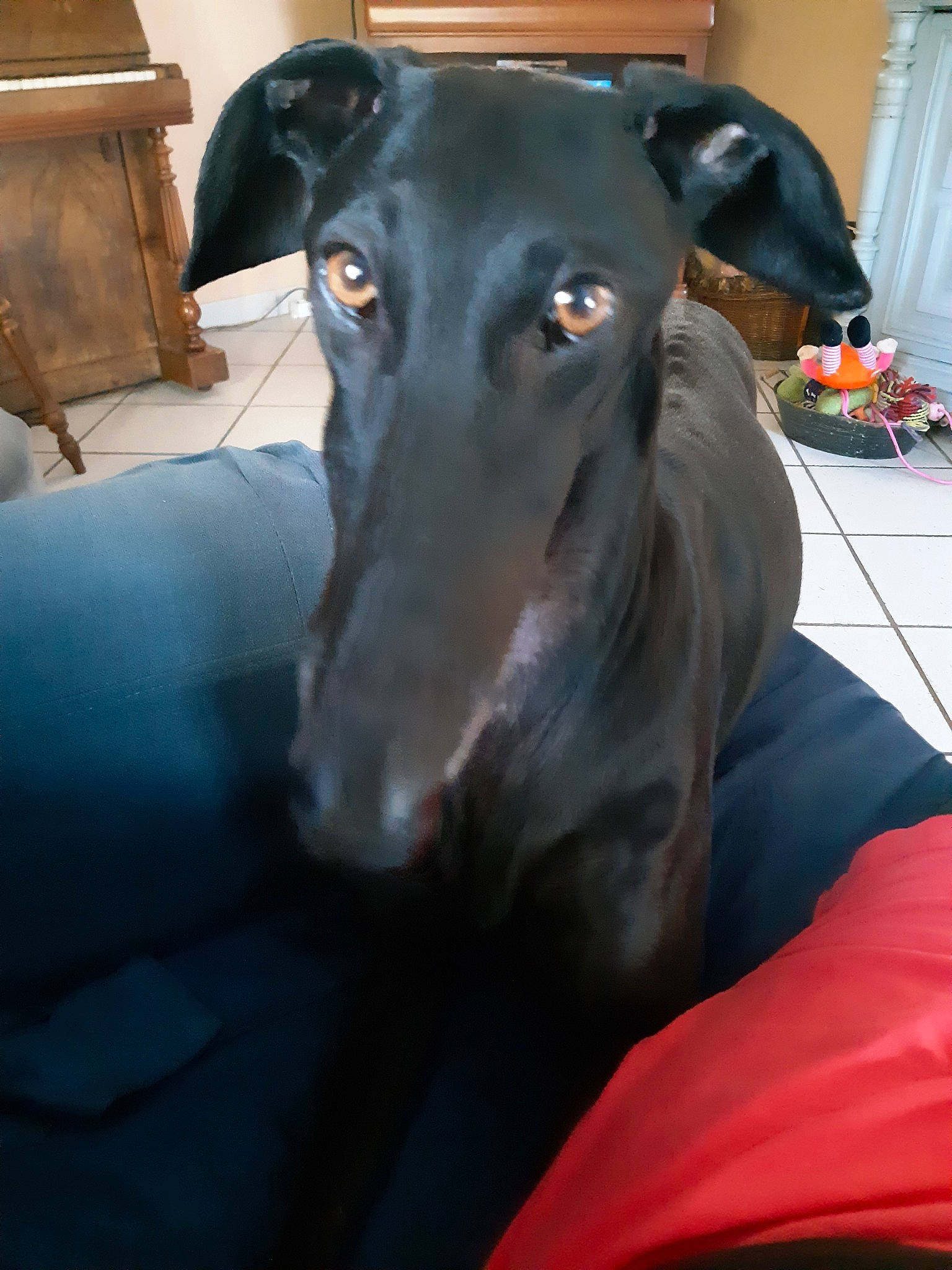 Oda participe au concours pour gagner de l'argent avec cette photo : azawakh, canidae, carnivore, companion_dog, dog, dog_breed, galgo_espanol, greyhound, hortaya_borzaya, italian_greyhound, lurcher, mammal, mudhol_hound, polish_greyhound, rare_breed_dog, sighthound, sloughi, snout, vertebrate, whippet