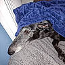 dog, greyhound, blanket, indoor, resting, cozy, fur, pet, animal, carpet, wooden_furniture, relaxed, snuggled, sleepy, closeup, home, comfort, quiet, quiet_moment, canine