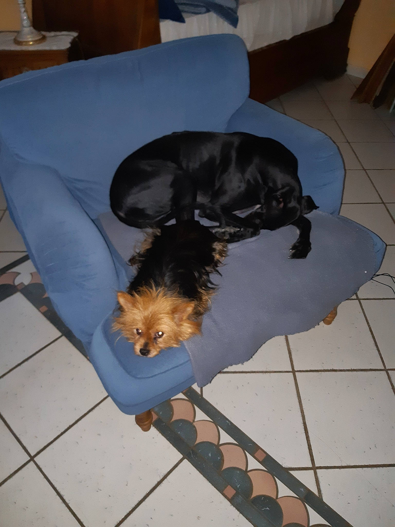 Oda participe au concours pour gagner de l'argent avec cette photo : canidae, carnivore, cavapoo, cockapoo, dog, dog_breed, havanese, lhasa_apso, non_sporting_group, puppy, schnoodle, sporting_group, tibetan_terrier, toy_dog