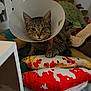 animal, bed, cat, collar, cone, cozy, cute, domestic_cat, feline, fish, furniture, indoor, pet, plush_toy, protective_collar, resting, sleeping_area, soft_toy, tabby, tabby_cat