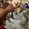 Sliver Tale joined the competition — help win amazing prizes! animal, caring, cozy, cute, domestic, fan, feline, fingers, furry, hand, home, indoor, kitten, pet, resting, small_animal, soft, texture, towel, yarn