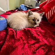 Sliver Tale is registered to the contest to win money with this photo: animal, background, bedroom, box, cat, cozy, curious, cute, domestic, feline, fluffy, indoor, kitten, pet, pillow, red_blanket, resting, small, soft, young