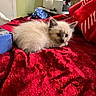 animal, background, bedroom, box, cat, cozy, curious, cute, domestic, feline, fluffy, indoor, kitten, pet, pillow, red_blanket, resting, small, soft, young