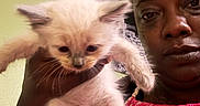 Sliver Tale is registered to the contest to win money with this photo: animal, cat, clothing, ears, expression, face, feline, fur, hand, headscarf, holding, indoor, kitten, patterned_clothing, person, pet, pink, poster, wall, whiskers