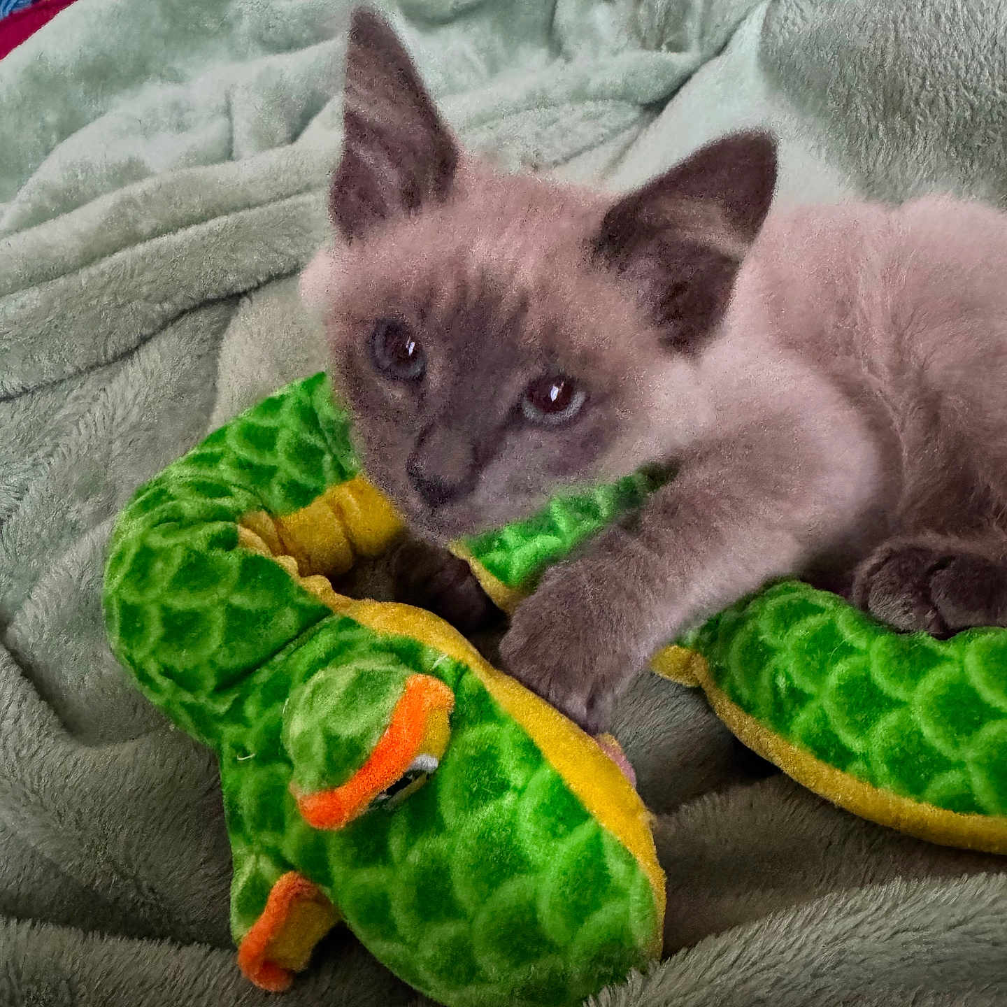Sliver Tale joined the competition — help win amazing prizes! animal, blanket, cat, claw, closeup, cozy, cute, ears, feline, fur, green, indoor, kitten, pet, playful, plush_toy, resting, snake_toy, soft_texture, young