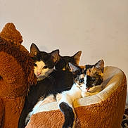 Ella participe au concours pour gagner de l'argent avec cette photo : cat, calico_cat, black_and_white_cat, cat_bed, plush, cozy, indoor, resting, relaxed, animal, pet, feline, cute, snuggling, soft, fur, whiskers, ears, paw, teddy_bear