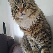 Smooki participe au concours pour gagner de l'argent avec cette photo : cat, kitten, tabby, fluffy, long_hair, white_paws, whiskers, green_eyes, portrait, sitting, couch, indoor, pet, animal, feline, fur, ears, chest_fluff, home, close_up