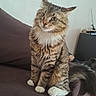 Smooki a rejoint le concours — aidez-le/la à gagner de superbes lots ! cat, long_hair, tabby, fluffy, sitting, couch, indoor, pet, animal, portrait, whiskers, ears, green_eyes, white_paws, striped_fur, tail, living_room, furniture, adorable, alert