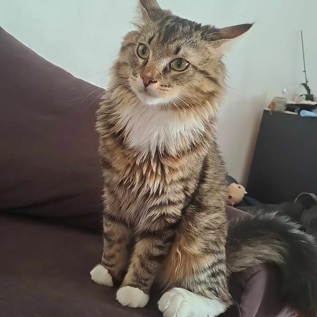 Smooki