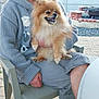 woman, dog, pomeranian, sweater, glasses, chair, outdoor, patio, fire_pit, brick, pavement, happy, pet, casual, shorts, footwear, fence, smile, hand, lap