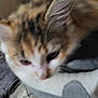 cat, furry, close_up, blurry, pet, animal, bed, resting, indoor, soft, fur, orange, white, gray, tile_floor, domestic, cute, whiskers, ear, nose