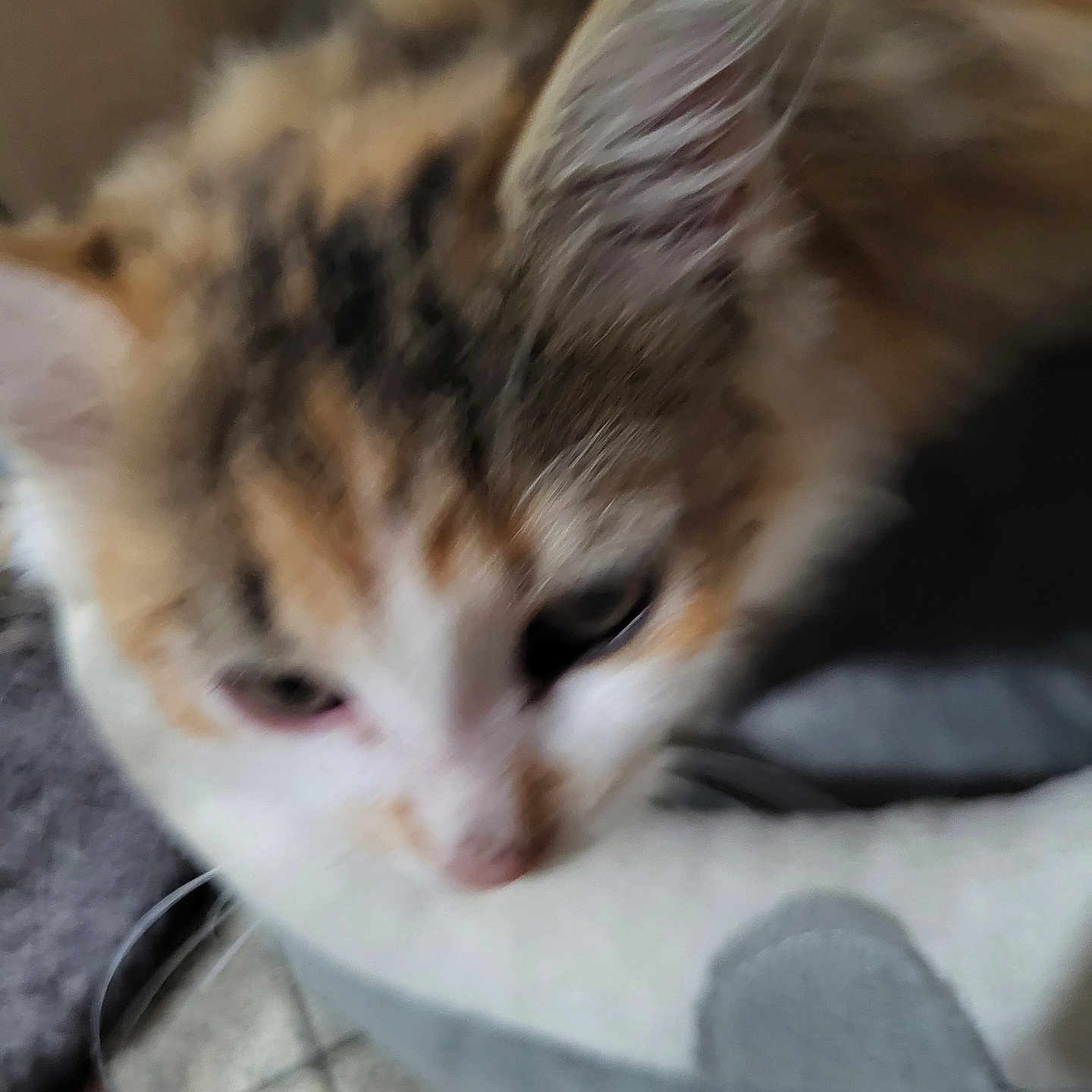 Mimine a rejoint le concours — aidez-le/la à gagner de superbes lots ! animal, bed, blurry, cat, close_up, cute, domestic, ear, fur, furry, gray, indoor, nose, orange, pet, resting, soft, tile_floor, whiskers, white