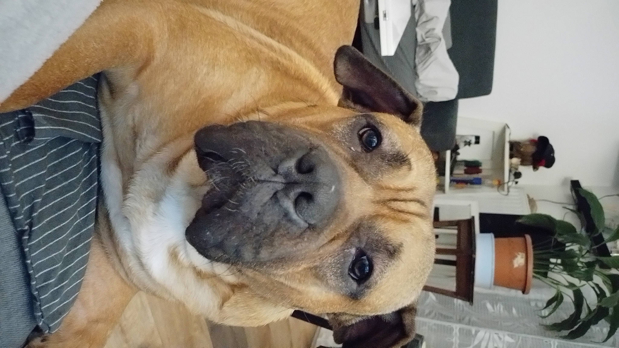 Pablo participe au concours pour gagner de l'argent avec cette photo : bottle, canidae, carnivore, collar, companion_dog, dog, dog_breed, ear, fawn, fur, guard_dog, jaw, paw, pet_supply, snout, sporting_group, toy_dog, whiskers, working_animal, wrinkle