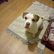 Milo a rejoint le concours — aidez-le/la à gagner de superbes lots ! animal, attention, blanket, brown_and_white, canine, companion, cozy, curious, dog, dog_bed, domestic, floor, home, indoor, looking_up, pet, puppy, rug, sitting, wooden_floor