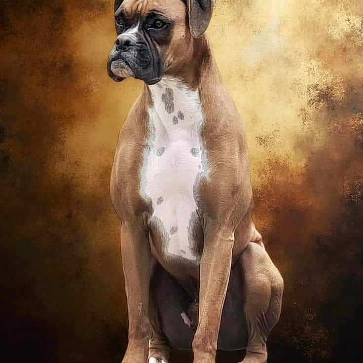 Jim Dandy is registered to the contest to win money with this photo: animal, bostonbull, boxer, bulldog, canine, dog, frenchbulldog, pet, pitbull, puppy, snout, whitedog