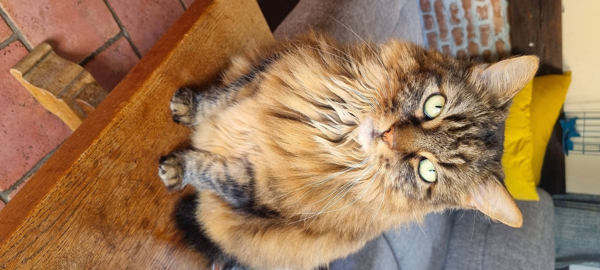 Heidi participe au concours pour gagner de l'argent avec cette photo : carnivore, cat, claw, domestic_short_haired_cat, felidae, flooring, fur, hardwood, paw, plank, small_to_medium_sized_cats, snout, tail, terrestrial_animal, varnish, whiskers, wood, wood_stain