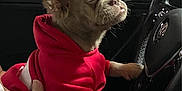 Osa is registered to the contest to win money with this photo: dog, puppy, red_hoodie, car_interior, steering_wheel, hand, pet, animal, cute, small_dog, alert, sitting, indoors, vehicle, window, night, human_hand, fur, ears, face