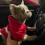 alert, animal, car_interior, cute, dog, ears, face, fur, hand, human_hand, indoors, night, pet, puppy, red_hoodie, sitting, small_dog, steering_wheel, vehicle, window