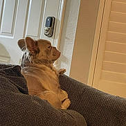 Osa is registered to the contest to win money with this photo: dog, couch, indoor, pet, furniture, relaxing, brown_dog, side_view, domestic_animal, canine, cozy, home, door, lock, wall, window_shutter, paw, fur, animal, resting