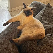 Marshmallow joined the competition — help win amazing prizes! cat, siamese_cat, pet, indoor, couch, furniture, relaxed, fur, animal, mammal, whiskers, paw, tail, ear, eyes, home, cozy, resting, cute, domestic_animal