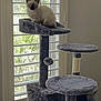 cat, kitten, cat_tree, window, shutters, blinds, indoor, pet, gray_fur, blue_eyes, perched, sunlight, plush, scratching_post, toy_ball, cozy, home_interior, vertical_composition, portrait, shadows