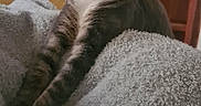 Shoko participe au concours pour gagner de l'argent avec cette photo : cat, tabby, pet, animal, feline, stretching, paws, blanket, furry, indoor, stairs, wooden, curious, calm, cozy, home, domestic, mammal, whiskers, relaxed