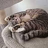 cat, tabby_cat, pet, feline, animal, cute, relaxed, playful, stretching, paws, fur, whiskers, indoor, cat_tree, soft_texture, sleeping_area, resting, cozy, curious, closeup