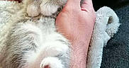 Shoko participe au concours pour gagner de l'argent avec cette photo : adorable, animal, blanket, cat, comfort, cozy, cuddle, cute, fluffy, furry, hand, indoor, kitten, mammal, paw, pet, relaxed, resting, sleeping, small