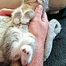 kitten, cat, sleeping, hand, furry, cozy, cute, pet, paw, fluffy, relaxed, indoor, blanket, resting, animal, mammal, adorable, small, cuddle, comfort