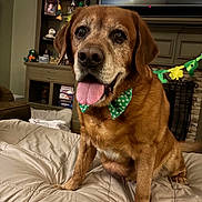 Mulligan joined the competition — help win amazing prizes! blanket, bow_tie, brown, canine, celebration, close_up, cozy, cute, decor, dog, fireplace, furniture, happy, indoor, living_room, pet, shamrock, sitting, television, tongue_out