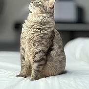 Simba a rejoint le concours — aidez-le/la à gagner de superbes lots ! cat, tabby_cat, fluffy_fur, green_eyes, indoor, bed, white_bedspread, sitting, looking_up, pet, feline, domestic_animal, soft_light, portrait, animal, cute, cozy, furry, relaxed, calm