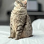 cat, tabby_cat, fluffy_fur, green_eyes, indoor, bed, white_bedspread, sitting, looking_up, pet, feline, domestic_animal, soft_light, portrait, animal, cute, cozy, furry, relaxed, calm