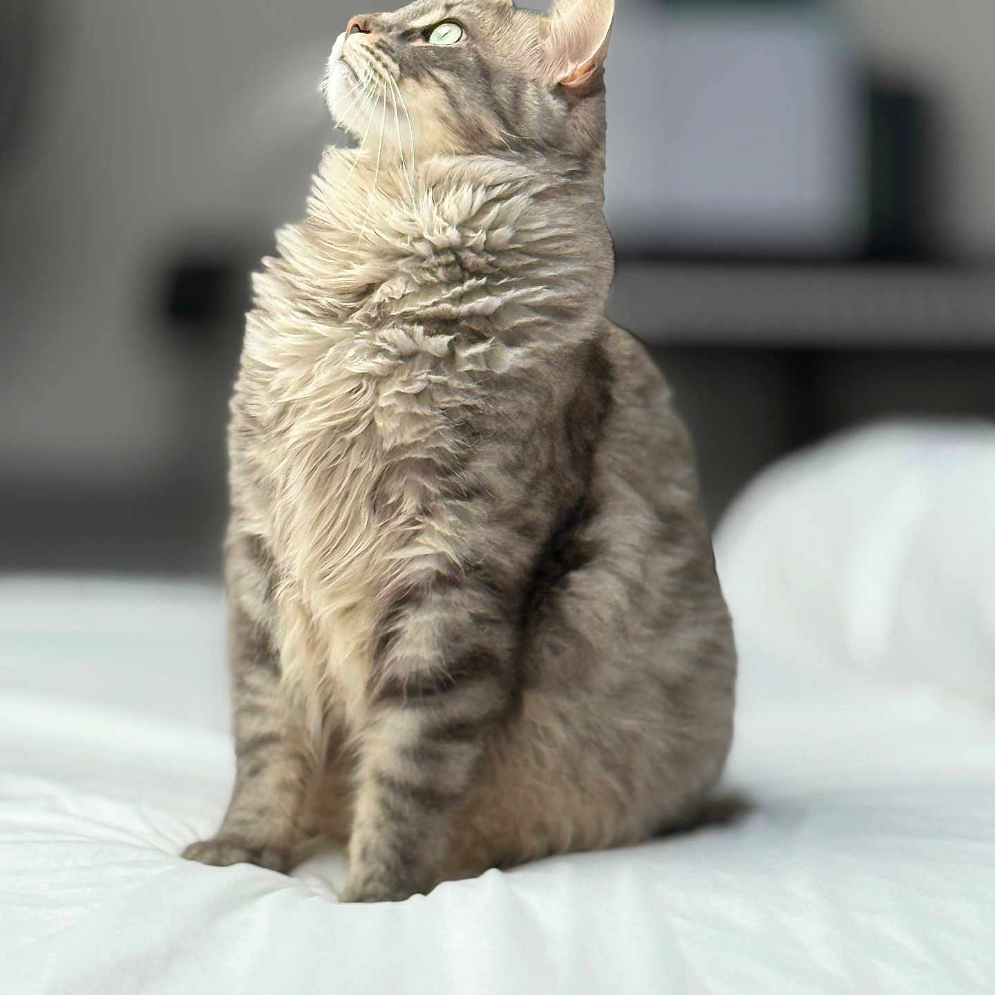 Simba a rejoint le concours — aidez-le/la à gagner de superbes lots ! animal, bed, calm, cat, cozy, cute, domestic_animal, feline, fluffy_fur, furry, green_eyes, indoor, looking_up, pet, portrait, relaxed, sitting, soft_light, tabby_cat, white_bedspread