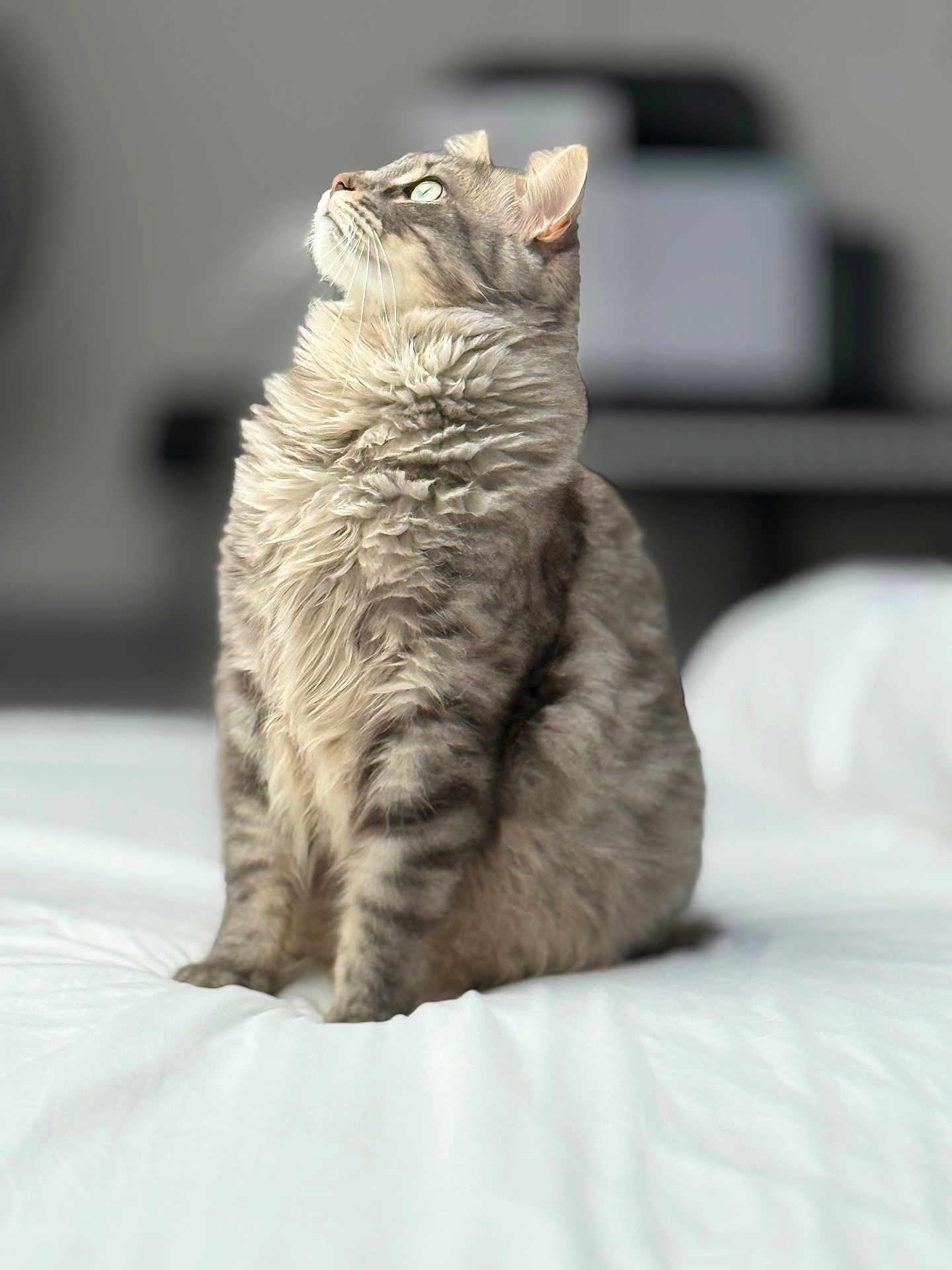Simba a rejoint le concours — aidez-le/la à gagner de superbes lots ! cat, tabby_cat, fluffy_fur, green_eyes, indoor, bed, white_bedspread, sitting, looking_up, pet, feline, domestic_animal, soft_light, portrait, animal, cute, cozy, furry, relaxed, calm