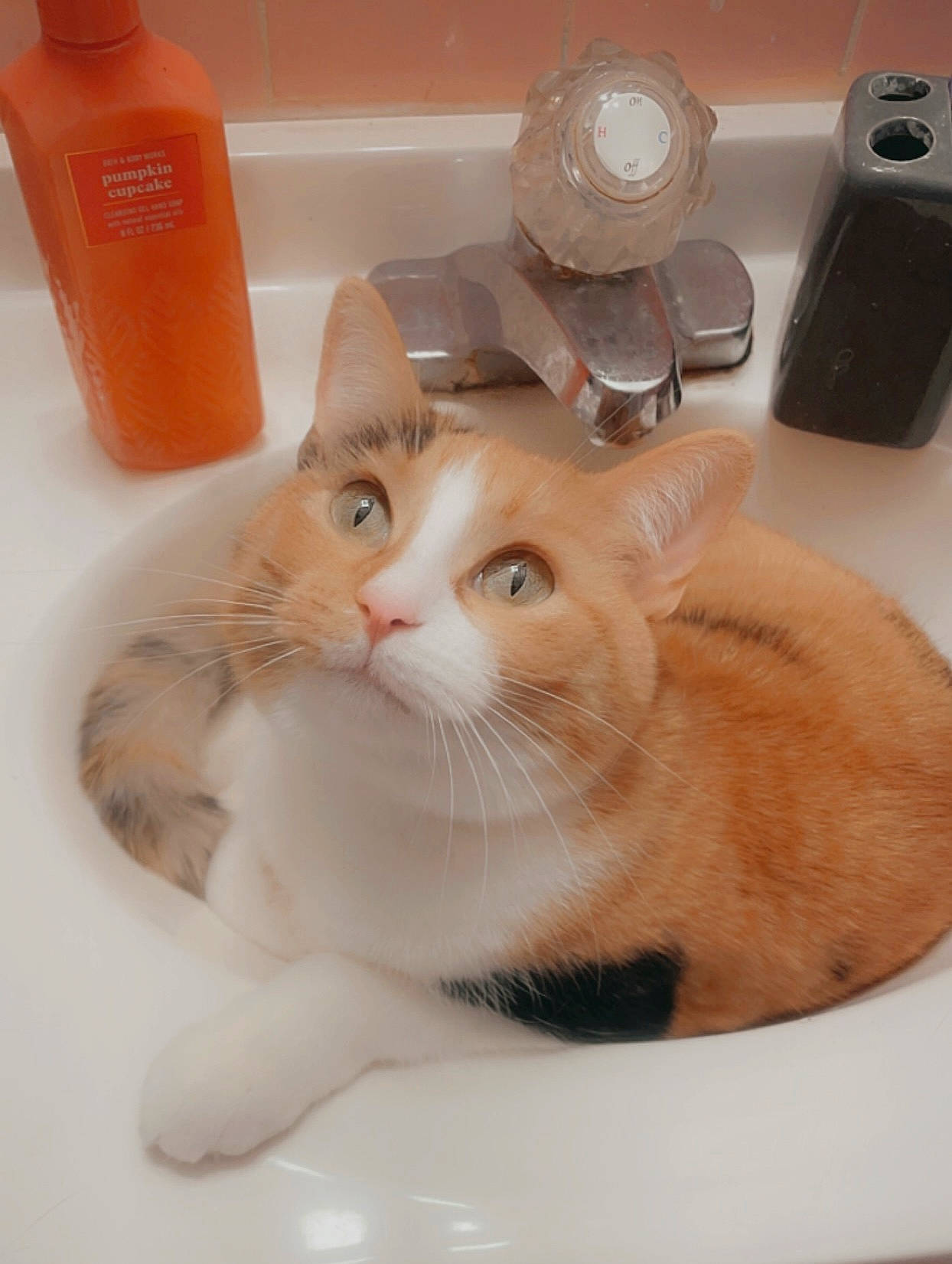 Emma is registered to the contest to win money with this photo: box, carnivore, cat, cat_supply, domestic_short_haired_cat, eyelash, fawn, felidae, fluid, fur, liquid, paw, pet_supply, photo_caption, plumbing, plumbing_fixture, small_to_medium_sized_cats, snout, tail, whiskers