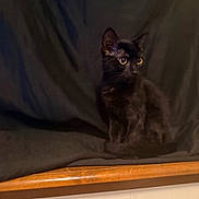 Noir joined the competition — help win amazing prizes! black_cat, cat, animal, pet, feline, sitting, curious_eyes, dark_background, wooden_ledge, indoor, portrait, fur, whiskers, cute, mammal, domestic_animal, alert, looking_away, quiet, shadow