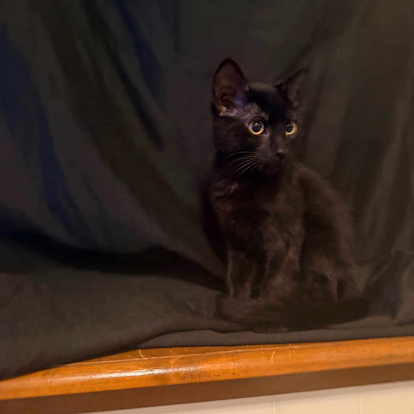 Noir joined the competition — help win amazing prizes! black_cat, cat, animal, pet, feline, sitting, curious_eyes, dark_background, wooden_ledge, indoor, portrait, fur, whiskers, cute, mammal, domestic_animal, alert, looking_away, quiet, shadow