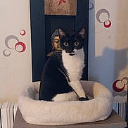 Maya a rejoint le concours — aidez-le/la à gagner de superbes lots ! cat, black_and_white, pet_bed, wooden_platform, buddha_statue, decorative_wall, circles, indoor, curious, alert, feline, cozy, furniture, home_interior, cat_face, whiskers, ears, sitting, domestic_cat, animal