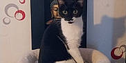Maya a rejoint le concours — aidez-le/la à gagner de superbes lots ! alert, animal, black_and_white, buddha_statue, cat, cat_face, circles, cozy, curious, decorative_wall, domestic_cat, ears, feline, furniture, home_interior, indoor, pet_bed, sitting, whiskers, wooden_platform