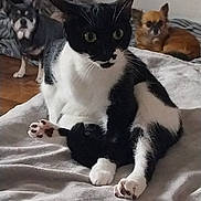 Maya participe au concours pour gagner de l'argent avec cette photo : animal, background, black_and_white, blanket, brown_dog, cat, companion, cozy, curious, dog, floor, fur, home, indoor, pets, relaxed, resting, sitting, small_dog, wide_eyes