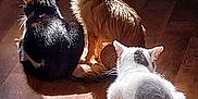 Chipie participe au concours pour gagner de l'argent avec cette photo : animal, black_cat, cat, companion, curious, cute, dog, domestic, furry, indoor, pet, relaxing, shadow, small_dog, sunbeam, sunlight, three_animals, warm_light, white_cat, wooden_floor