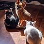 Chipie participe au concours pour gagner de l'argent avec cette photo : dog, cat, indoor, sunlight, wooden_floor, pet, animal, small_dog, black_cat, white_cat, furry, sunbeam, relaxing, domestic, companion, cute, three_animals, shadow, warm_light, curious
