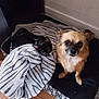 Chipie a rejoint le concours — aidez-le/la à gagner de superbes lots ! animal, black_cat, blanket, brown_dog, cat, companion, cozy, curious, cute, dog, floor, furry, indoor, pet_bed, relaxed, small_dog, snuggling, striped_blanket, wall, wooden_floor