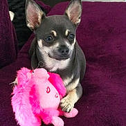 Mya a rejoint le concours — aidez-le/la à gagner de superbes lots ! dog, chihuahua, puppy, plush_toy, pink_toy, purple_blanket, sofa, pet, paw, ears, cute, indoor, fur, muzzle, sitting, closeup, toy, adorable, small_breed, relaxed