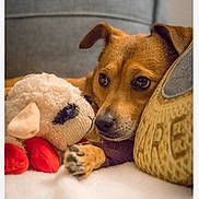 Jaeger joined the competition — help win amazing prizes! animal, brown, closeup, comfort, cozy, cushion, cute, dog, expression, furniture, home, indoor, lying_down, pet, plush, red, relaxed, resting, soft, stuffed_toy