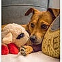 animal, brown, closeup, comfort, cozy, cushion, cute, dog, expression, furniture, home, indoor, lying_down, pet, plush, red, relaxed, resting, soft, stuffed_toy
