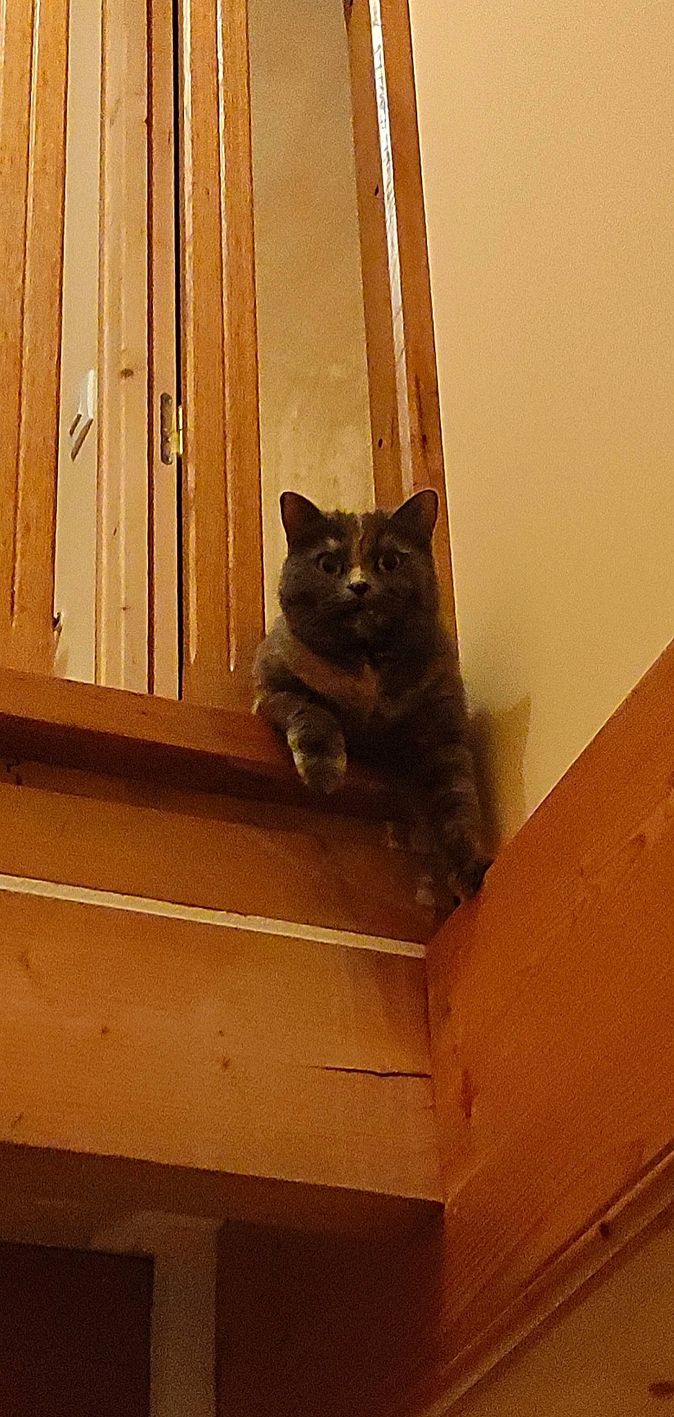 Miley a rejoint le concours — aidez-le/la à gagner de superbes lots ! black_cat, brown, carnivore, cat, domestic_short_haired_cat, felidae, floor, flooring, grey, hardwood, home_door, room, small_to_medium_sized_cats, stairs, tail, tints_and_shades, whiskers, window, wood, wood_stain