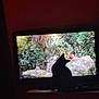 Twyx participe au concours pour gagner de l'argent avec cette photo : animal, aquatic, architecture, bird, building, cat, computerhardware, electronics, entertainmentcenter, furniture, hardware, indoors, interiordesign, livingroom, monitor, pet, room, screen, silhouette, tv